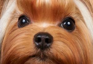 Какво причинява 100 години селекция на кучетата?