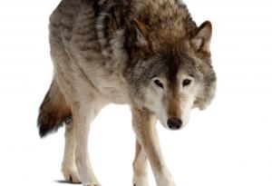 Запознайте се с редките плуващи вълци, които ядат морска храна