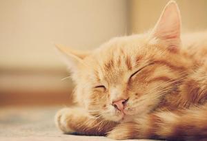 Защо котките мъркат?