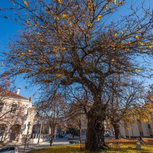 Старата черница във Велики Преслав с двойна победа в конкурса „Дърво с корен 2020”