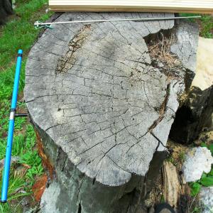 Скрити уроци за климата в годишните пръстени на вековните дървета