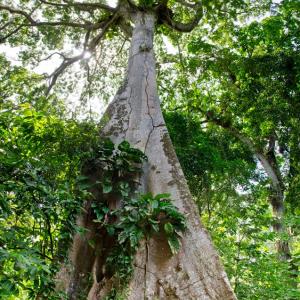 Учени достигнаха до най-голямото дърво в Амазонската джунгла