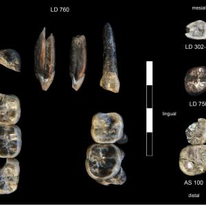 Учени откриха нови вкаменелости – и нов вид древен предшественик на човека