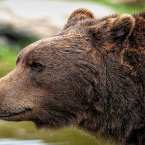 Мечките и климатът: битката за адаптация