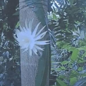 Видео показва изключително редкия цъфтеж на амазонското „лунно цвете“