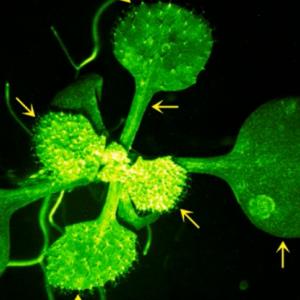 Учени заснеха как растение 