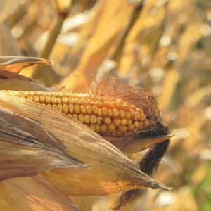 Как ще се променят условията за отглеждане на царевица у нас?