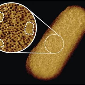 Това вероятно е най-детайлната снимка на бактерия отблизо