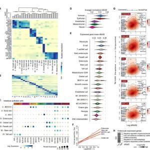 Човешките черва са еволюирали по-бързо от тези на други бозайници