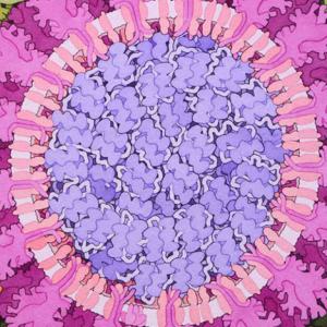 Мутация на коронавируса спомогна за разпространението на заболяването, но направи вируса уязвим за ваксини