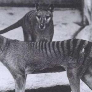 Австралийски учени се опитват да „възкресят“ тасманийския вълк