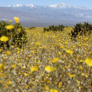 Цъфтежът на диви цветя превръща Долината на смъртта - най-сухото място в Северна Америка, в 