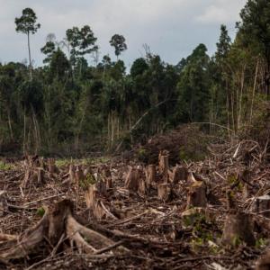 Над 100 световни лидери се ангажираха да сложат край на обезлесяването до 2030 г.