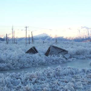 През 1964 г. „Призрачната гора“ на Аляска се ражда от най-мощното земетресение в историята на САЩ