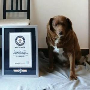 Световните рекорди на Гинес изясняват твърденията за действителната възраст на Боби - най-старото куче в света, починало наскоро