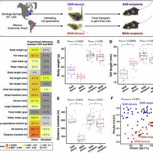 Чревните микроби предават поведенчески черти на потомството при мишки независимо от гените