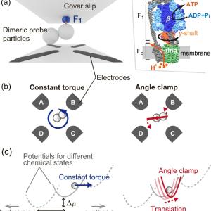 Как биологичните двигатели постигат максимална ефективност