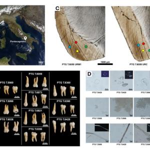 Зъбите разкриват живота в желязната епоха: учени изследват здравето и храненето на древни хора в Италия