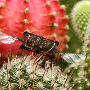 Земни пчели вдъхновиха техники за ремонт на увредени крила на роботизирани насекоми
