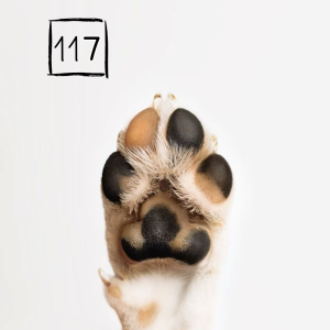 117 осиновени животинки от кампанията „БезДОМен или ДОМашен? Ключът е в теб!“