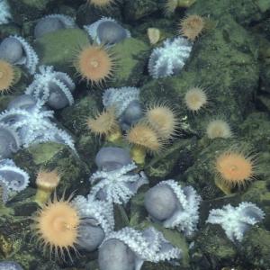 Дълбоководни природни „горещи вани“ помагат за излюпването на яйцата на октоподи