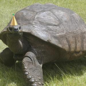Джонатан, най-старата костенурка на света, отпразнува официално 190-ия си рожден ден