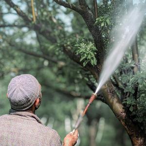 Слънцезащита за растенията: ролята на каолиновата глина