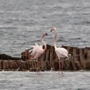 Розовата вълна: птиците, които промениха Бургас