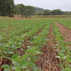 Регенеративното земеделие: защо почвата е първата линия на адаптация към климата