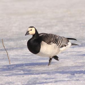 Фалшива пролет, внезапна зима: птиците в климат на изненади