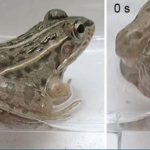 Жаба погълна тези водни бръмбари, но те се измъкнаха живи през задните ѝ части