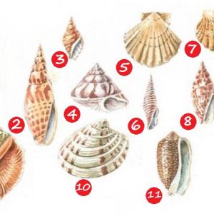 Тест с миди и рапанчета: Каква личност сте?