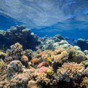 Учени замразяват ларви на корали, за да спасяват рифове