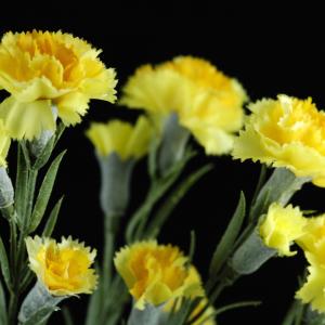 Езикът на цветята: 10 цветя с негативно значение