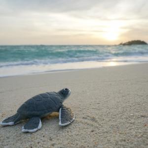 Оцеляването на морската костенурка