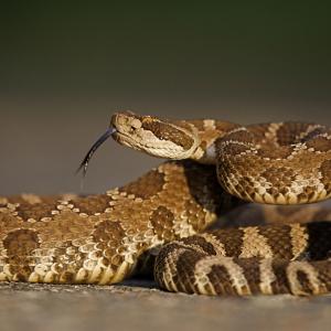 Гърмящите змии вероятно са единствените, които са доволни от изменението на климата