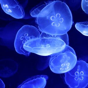 Бързи бионични медузи могат да помогнат за изследването на океаните