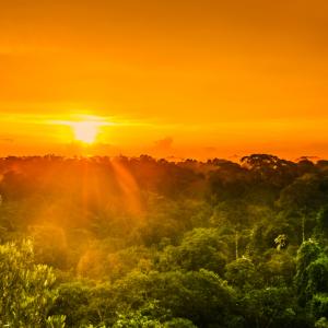 По-голямата част от амазонската екваториална гора е пред катастрофален колапс