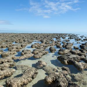 Слоести скали в Западна Австралия съдържат едни от най-старите признаци за живот на Земята