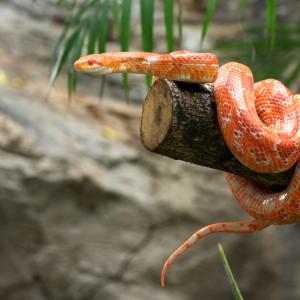 Синтетично антитяло неутрализира смъртоносната отрова на много видове змии