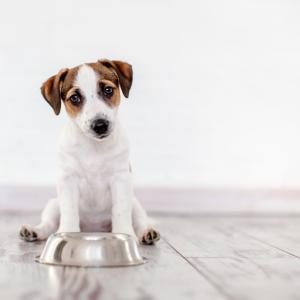 Виаграта може да помогне на кучета с рядко хранително заболяване