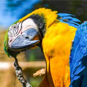 Папагалите разбират теорията на вероятностите