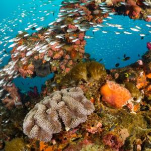 Части от Големия бариерен риф в Австралия имат най-голямо коралово покритие от 36 години насам