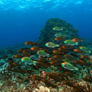 Учени отглеждат корали в лаборатории, за да възстановяват унищожени рифове 