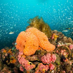 Учени установиха, че морските гъби са живи ДНК-банки на подводната среда 