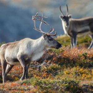 Зрението на северните елени е еволюирало, за да виждат любимата си храна 
