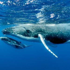 За да не ги чуят косатките, китовете шепнат на малките си