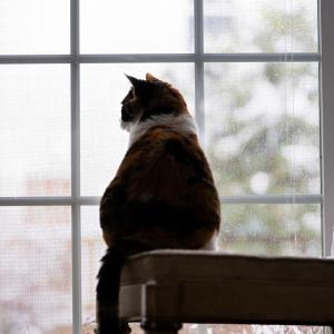 Какво наистина се случва с мозъка на котката, когато никога не излиза навън