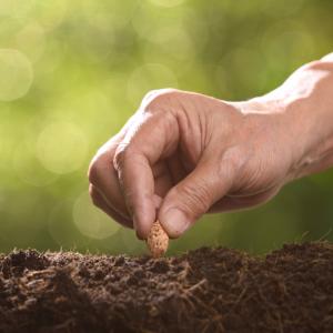 Притча: Семето на императора