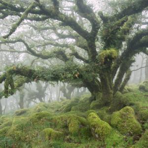 Гората на Уистман: древна умерена дъждовна гора, сякаш излязла от писанията на Толкин